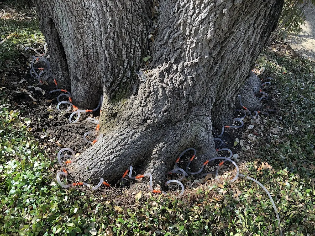 Detailed Tree Cabling and Bracing job site in Commercial Point